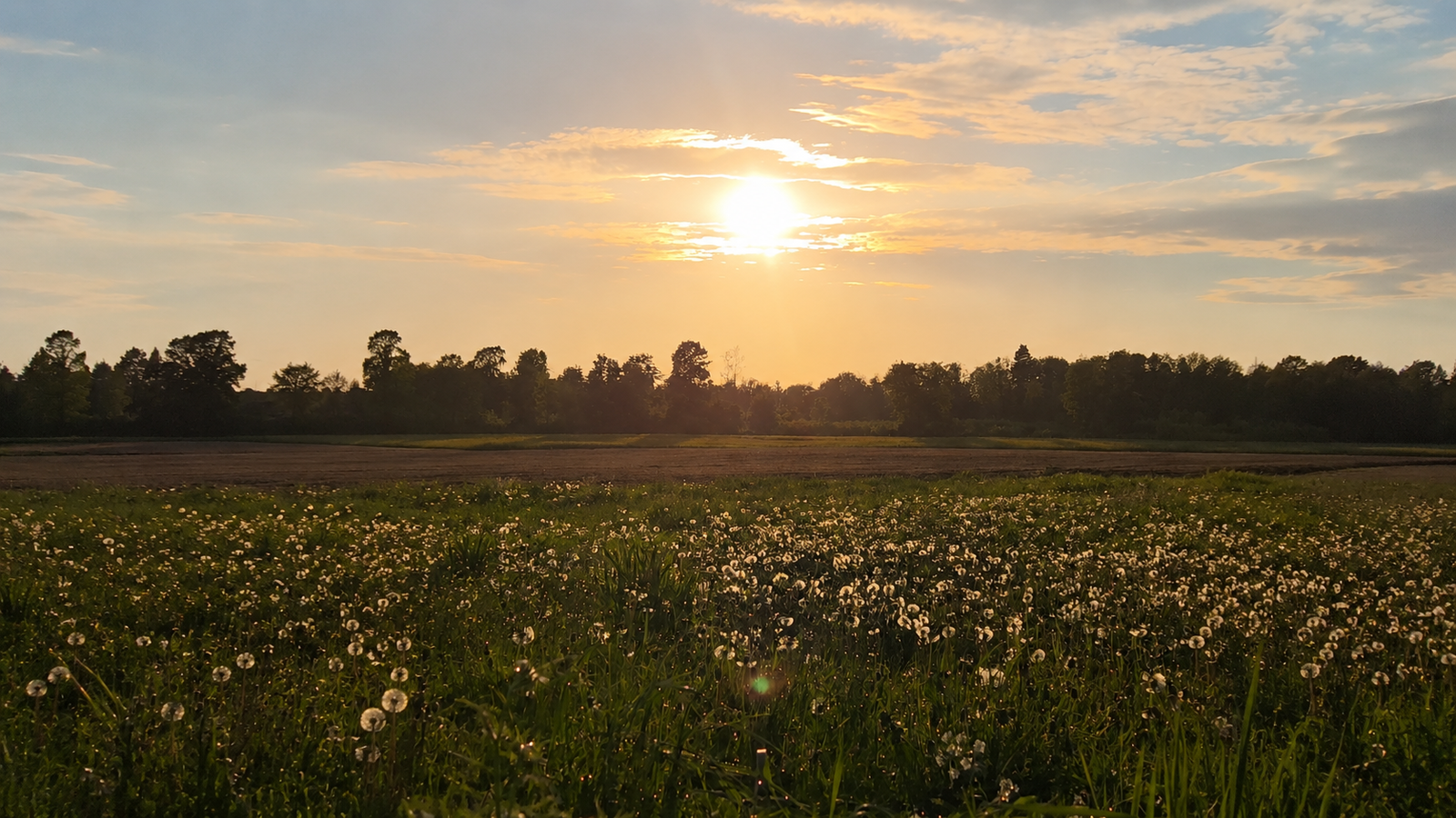 Golden field